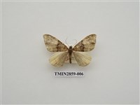 藏品(尺蛾585)的圖片